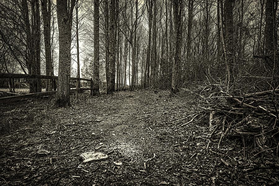 New path BW. Photograph by Leif Sohlman