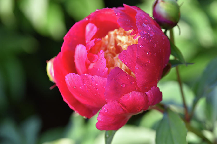 New Red Peony After Rain Photograph
