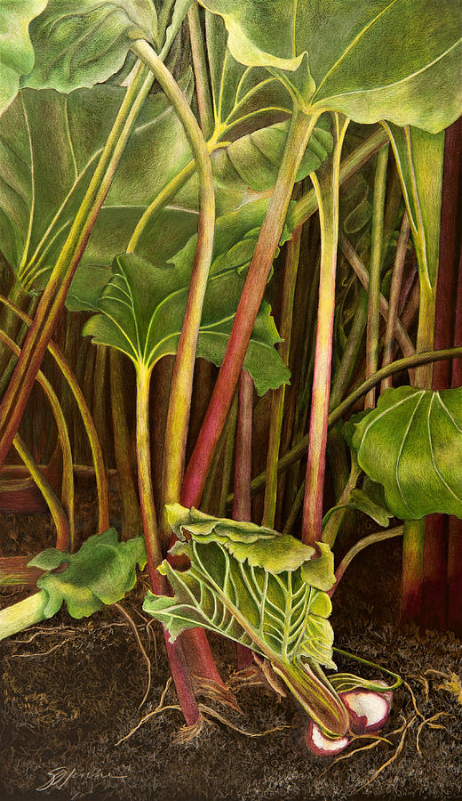 New Rhubarb Drawing by Sally Jenne Keefe Fine Art America