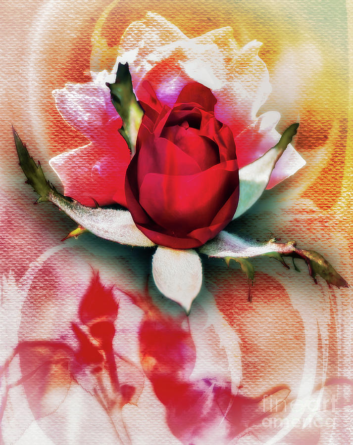 New Rose Digital Art by Anthony Ellis