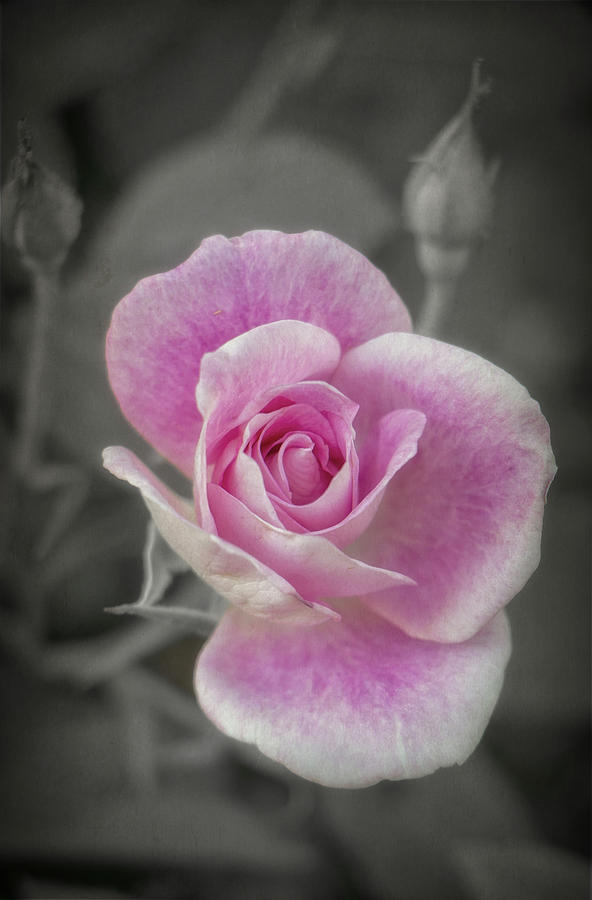 New Rose Bushes Photograph by Elaine Malott