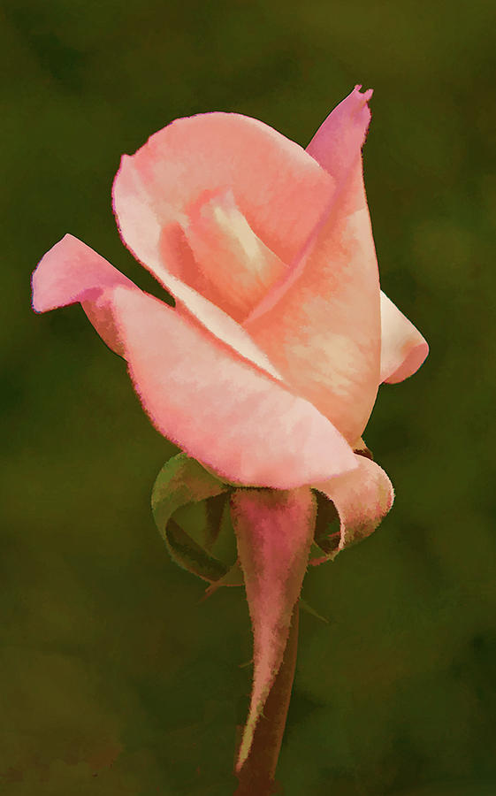 New Rose Photograph by Floyd Hopper