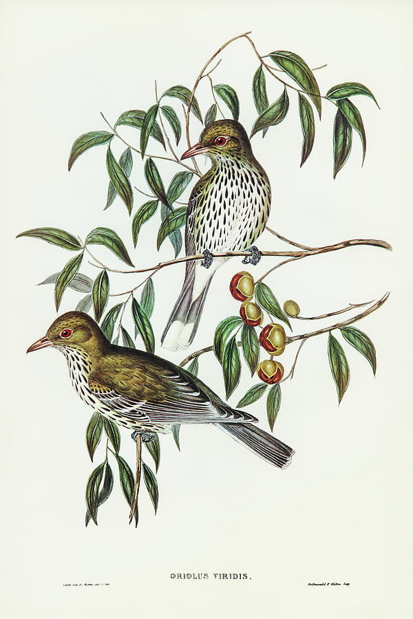 John Gould Drawing - New South Wales Oriole, Oriolus viridis by John Gould