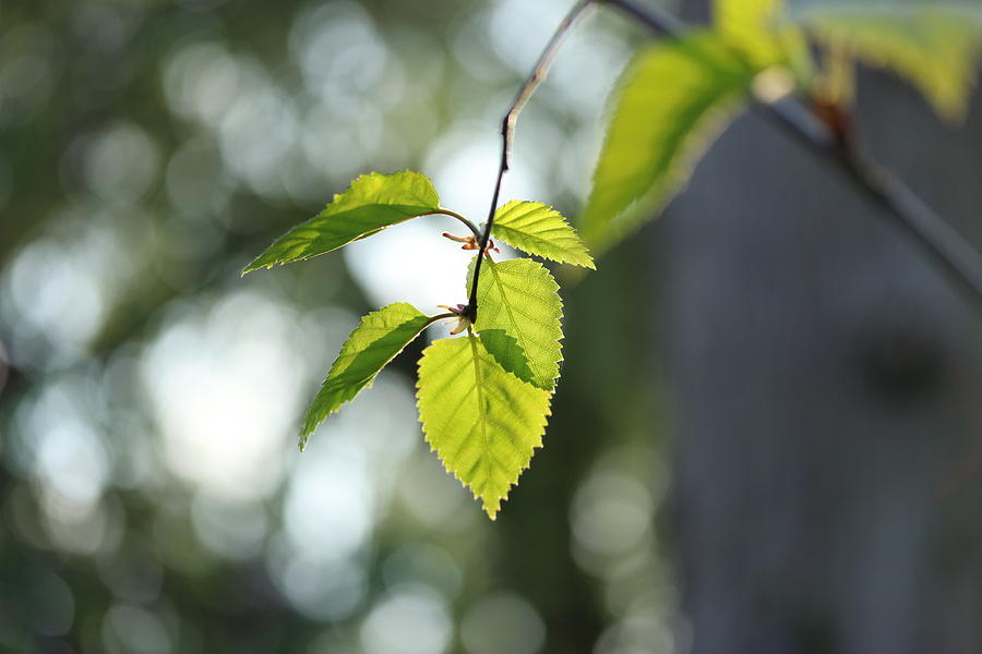 New Spring Birch Leaves Photograph by Mo Barton