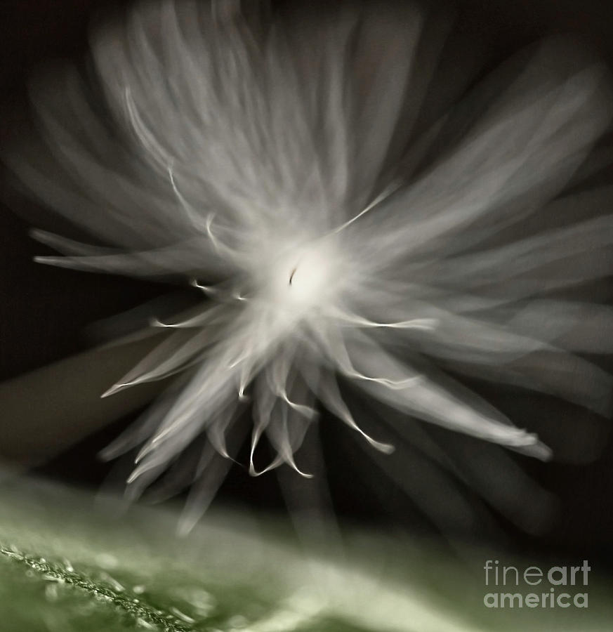 NEW STAR - stylish surreal natural abstract dandelion macro Photograph by Tatiana Bogracheva