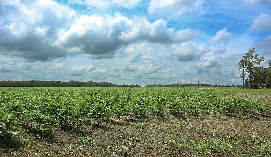 New Summer Cotton Crop Photograph by Ed Williams