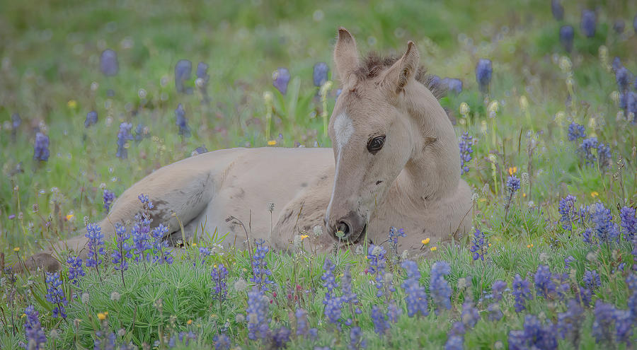 New to the World of Pryor Mountain Photograph by Marcy Wielfaert