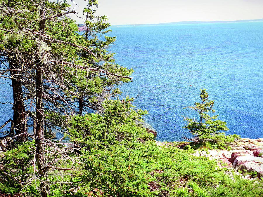New Tree Near Otter Cliffs, Acadia National Park, Maine Photograph by Lise Winne