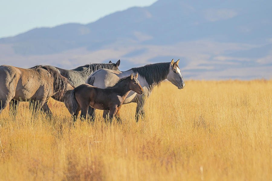 New Wild Horse Life Photograph by Fon Denton