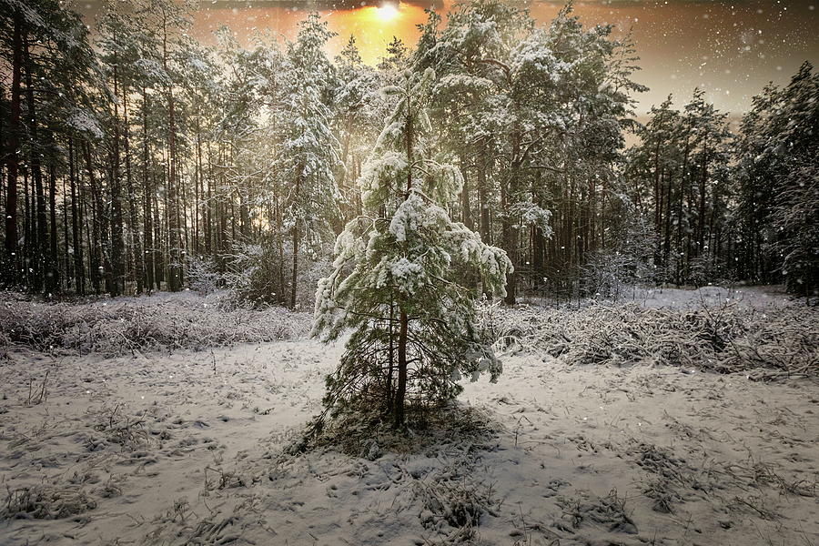 Winter Fairy Tale Latvia  Photograph by Aleksandrs Drozdovs