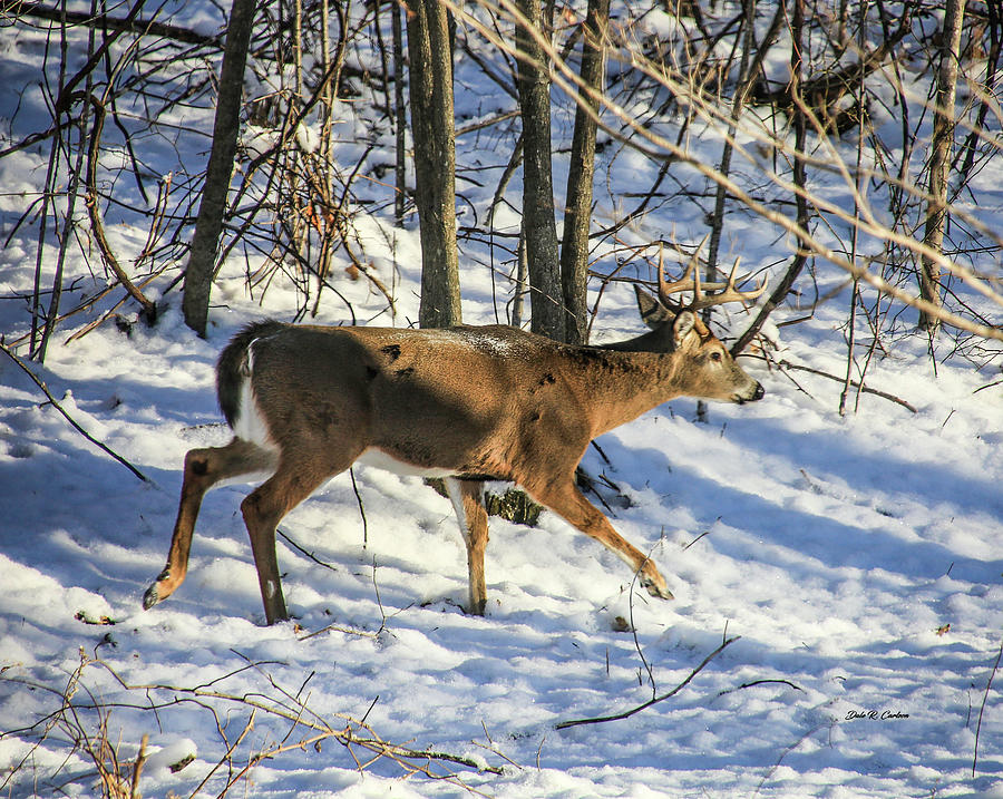 New Years Buck Photograph by Dale R Carlson