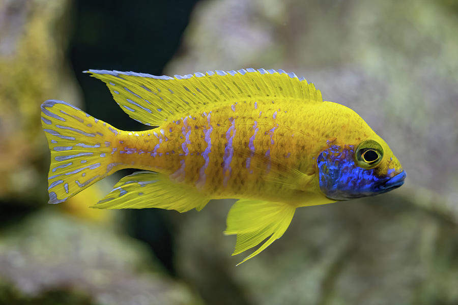 New Yellow Regal Peacock Fish Photograph by Artur Bogacki