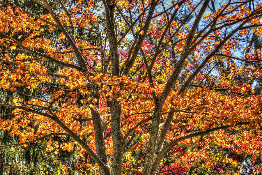 New York Autumn Colours Photograph
