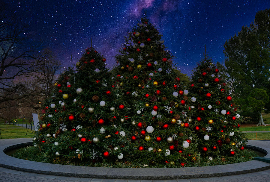 New York Botanical Garden Christmas Trees and Night Sky Photograph by Russ Considine