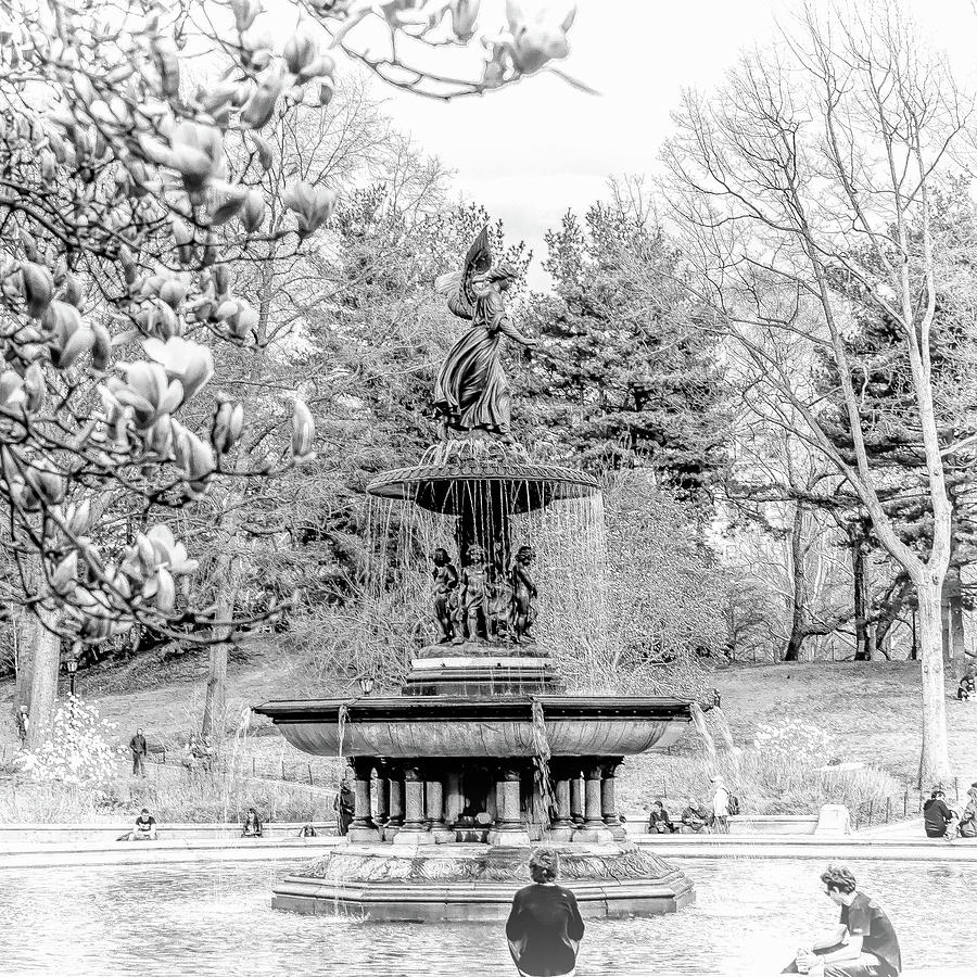 New York City Central Park Bethesda Fountain Blossoms by Christopher Arndt