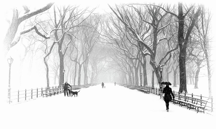 New York City Central Park Mall In Winter Black and White Photograph by Christopher Arndt