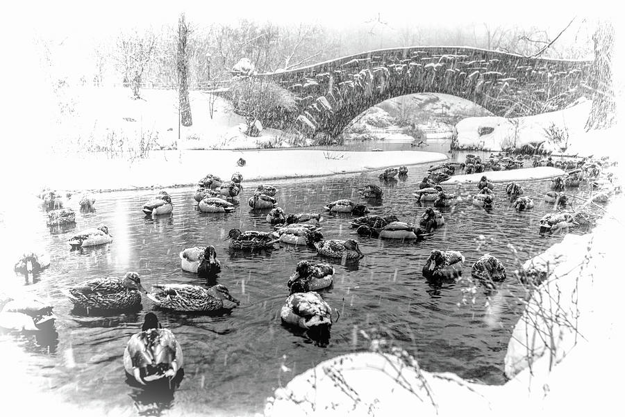 New York City Central Park Winter Ducks Black and White Photograph by Christopher Arndt