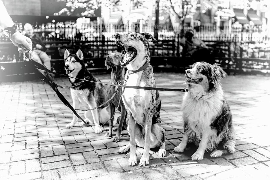 New York City Dog Walking Black and White Photograph by Christopher Arndt