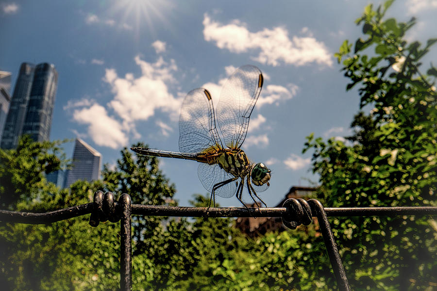 New York City Dragonfly Photograph by Chris Lord