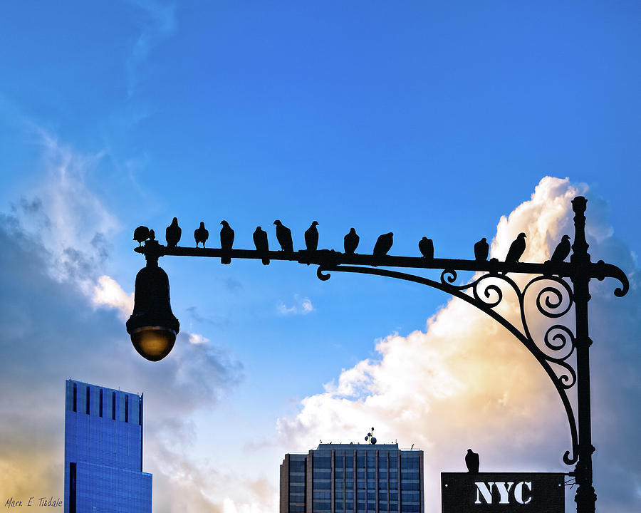 New York City is for the Birds Photograph by Mark E Tisdale