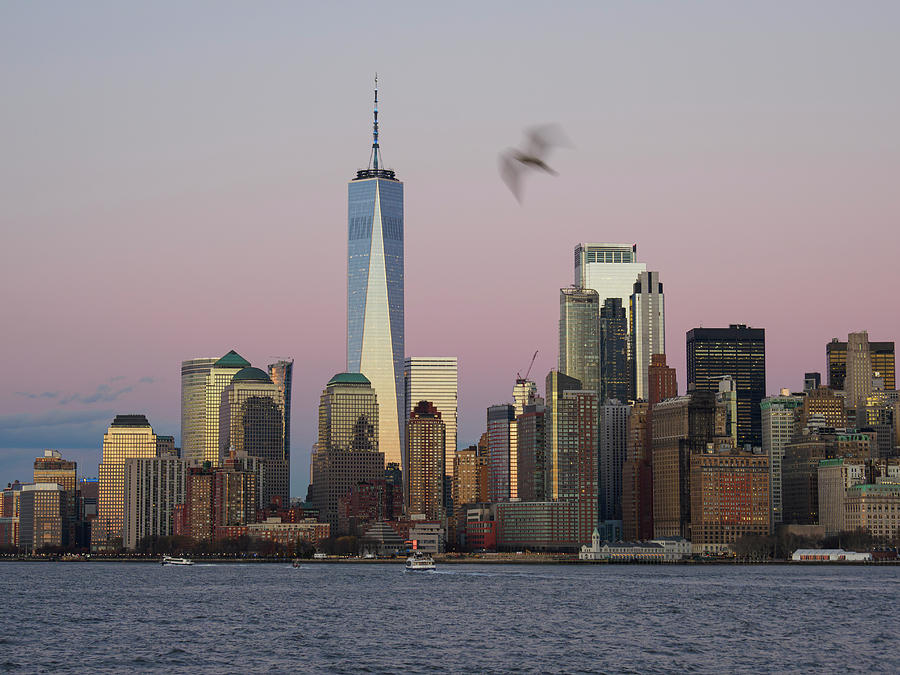 New York City Skyline with Seagull Evening Photograph by Mary Lee Dereske