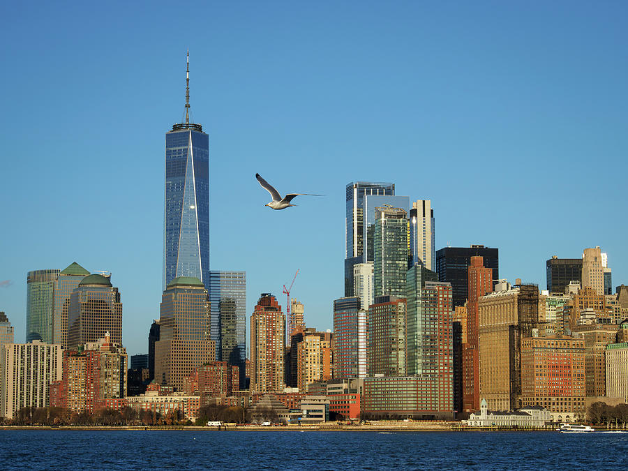 New York City Skyline with Seagull Photograph by Mary Lee Dereske