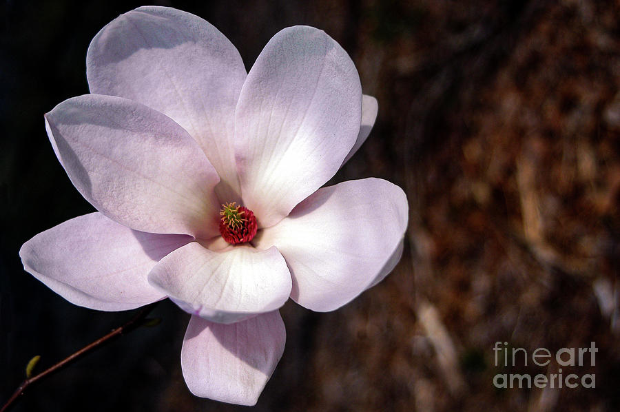 New York Saucer Magnolia Bloom Photograph by Bob Phillips