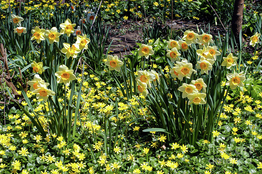 New York Spring Daffodils One Photograph by Bob Phillips