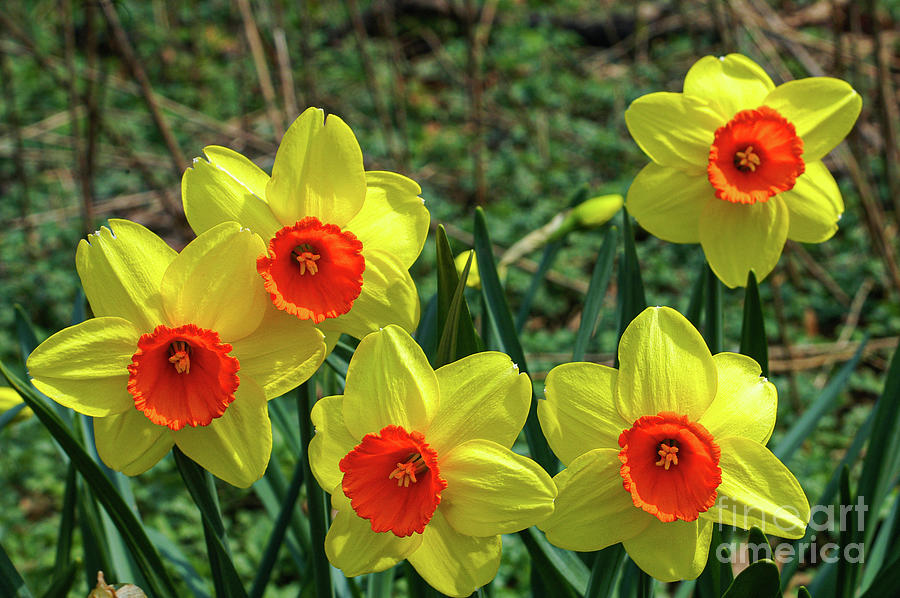 New York Spring Daffodils Two Photograph by Bob Phillips