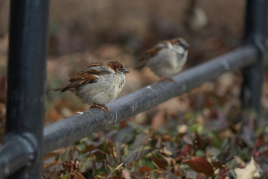 New Yorks Central Park Sparrows Photograph by RC Studio