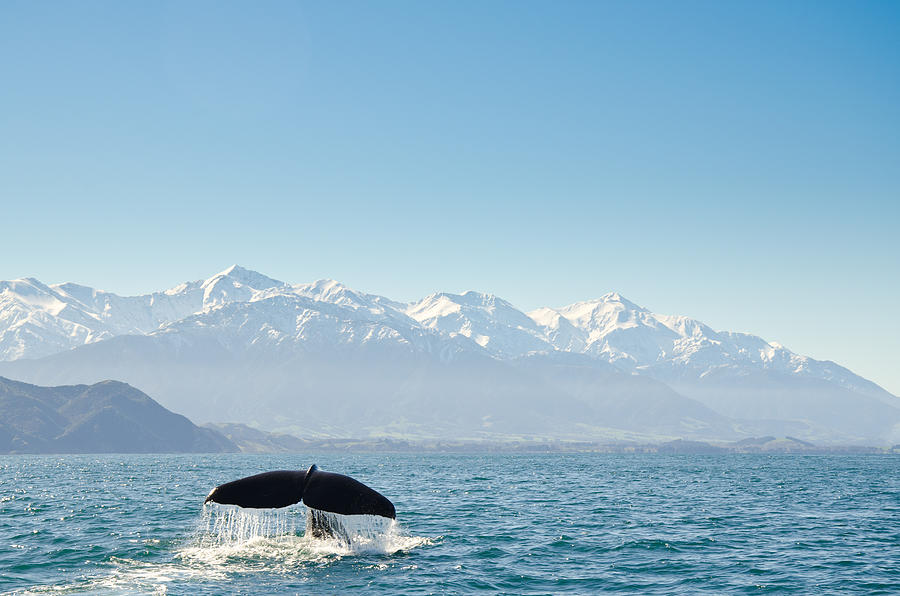 New Zealand, Canterbury, Kaikoura, View of whales tail fin Photograph by Chrisadam