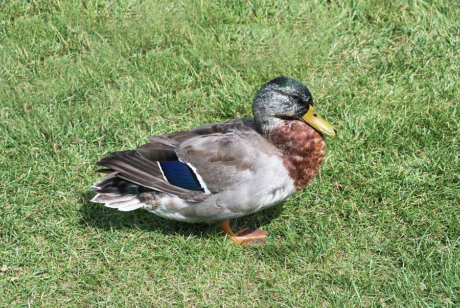 New Zealand duck Photograph by Marc Wormser - Fine Art America