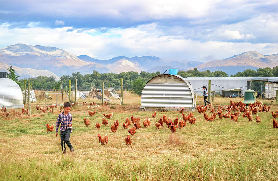 New Zealand Free range chicken farm  Photograph by Pla Gallery