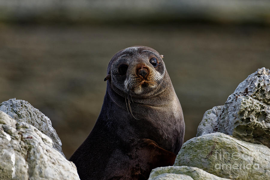 cuddly seal