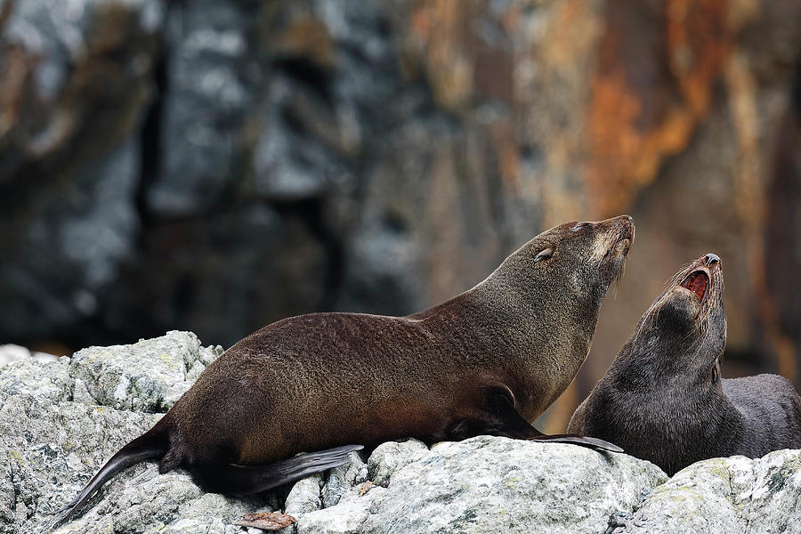New Zealand Fur Seals Pair Photograph by Sally Weigand