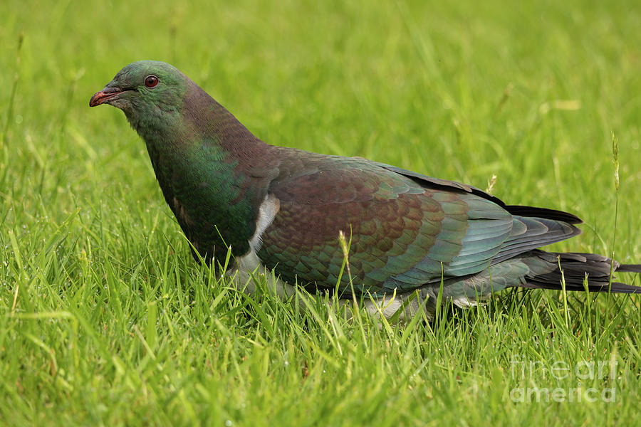 Wildlife Photograph - New Zealand Pigeon by Eva Lechner