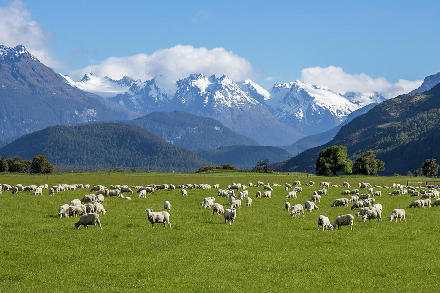 New Zealand Postcard Photograph by Lance Mosher - Fine Art America