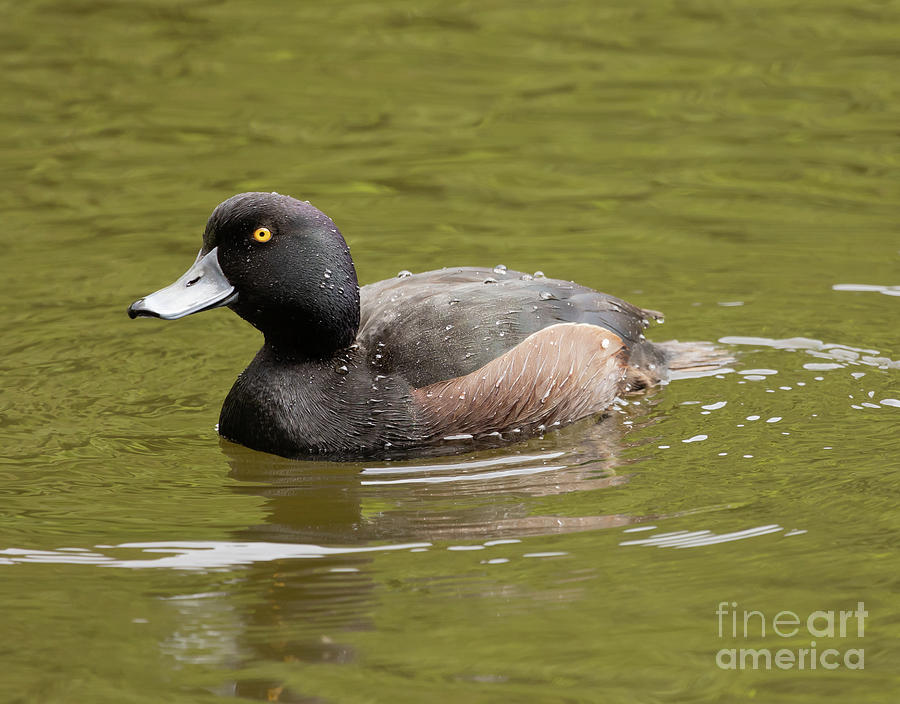 New Zealand Scaup Photograph by Eva Lechner