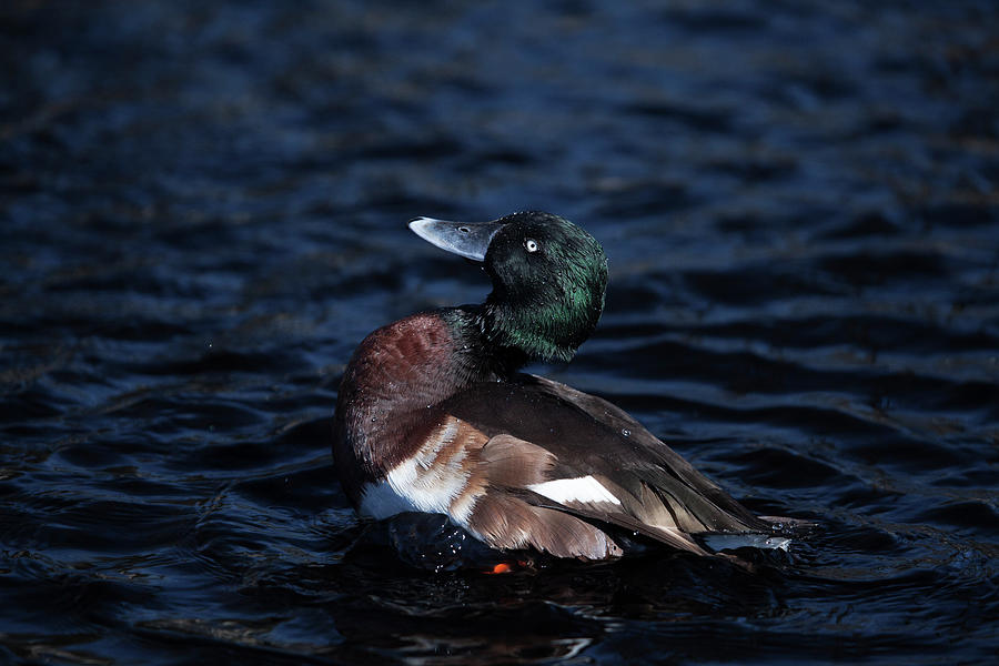New Zealand Scaup Photograph by Karol Livote