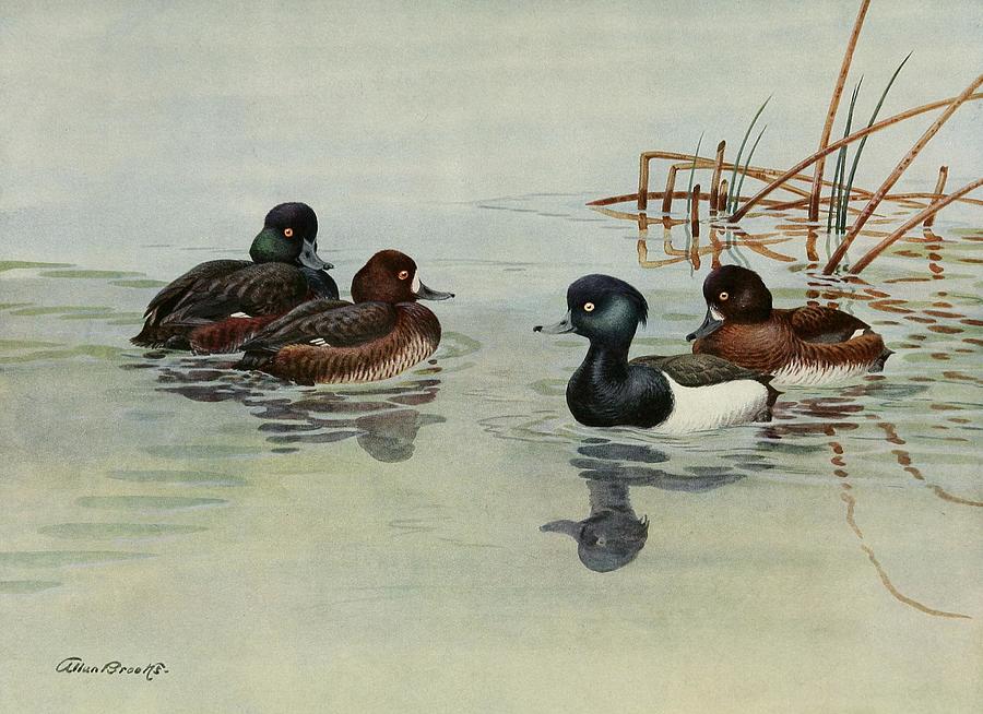 New Zealand Scaup Tufted Duck Drawing by Allan Brooks Canadian | Pixels