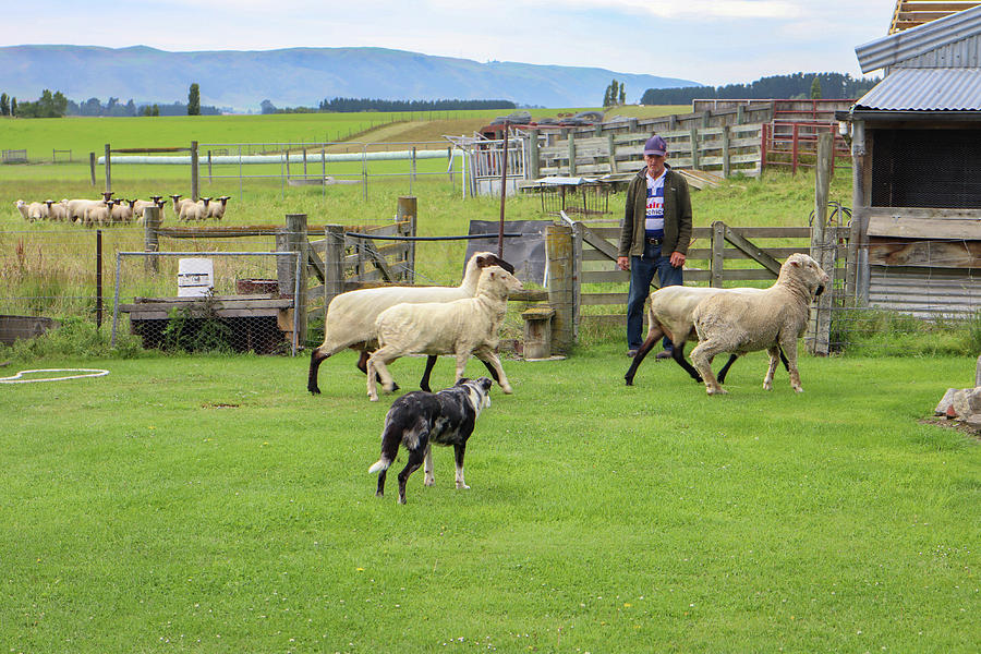 New Zealand sheep dog Photograph by Pla Gallery