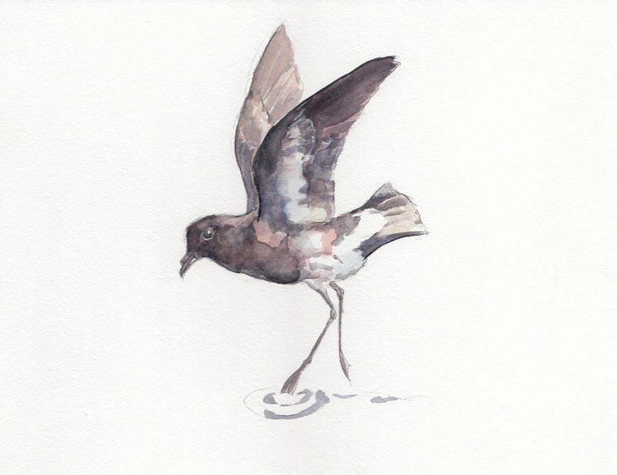 New Zealand Storm Petrel Painting by Abby McBride