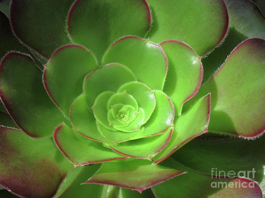 New Zealand Succulent 2 Photograph by Randall Weidner