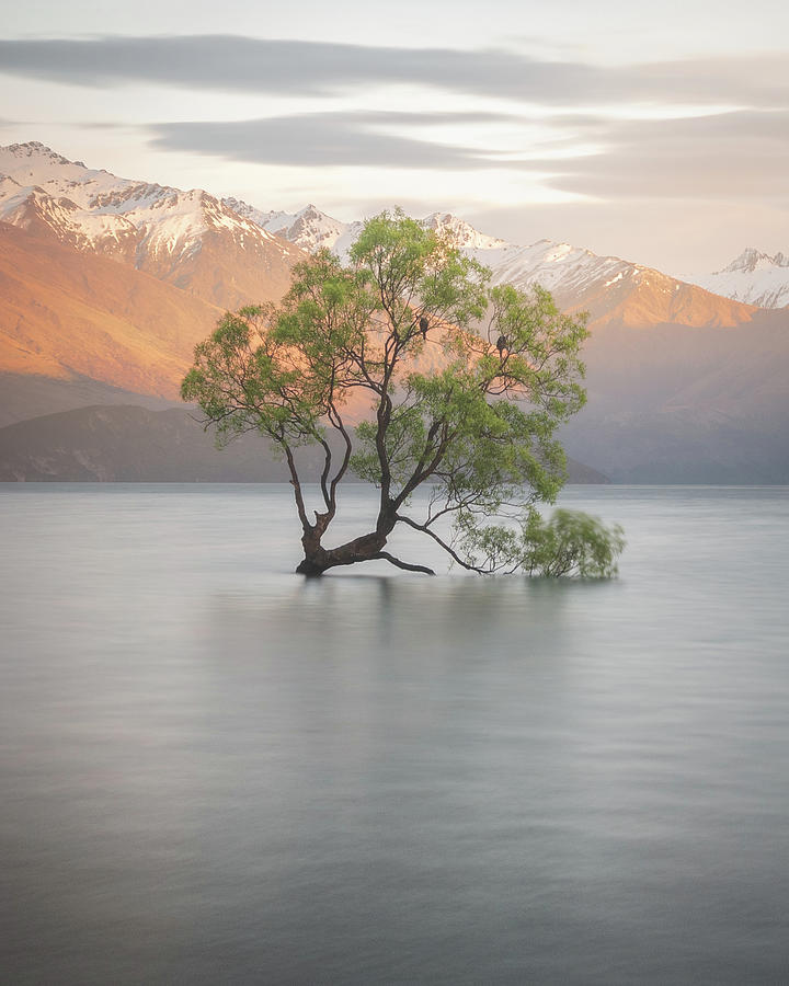 New Zealands Wanaka Tree During Warm Spring Sunrise Photograph by Peter Kolejak