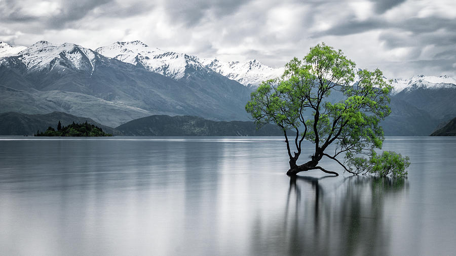 New Zealands Wanaka Tree On A Cloudy Day With Mountains in Backdrop Photograph by Peter Kolejak