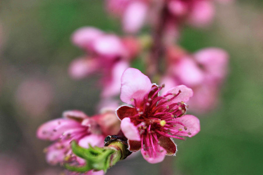 Newark Cherry Blossom Festival Photograph by Christopher Lotito