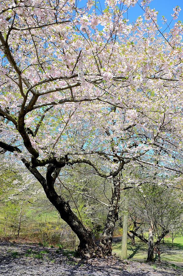 Newark Cherry Blossom Festival Photograph by Steven Richman Fine Art