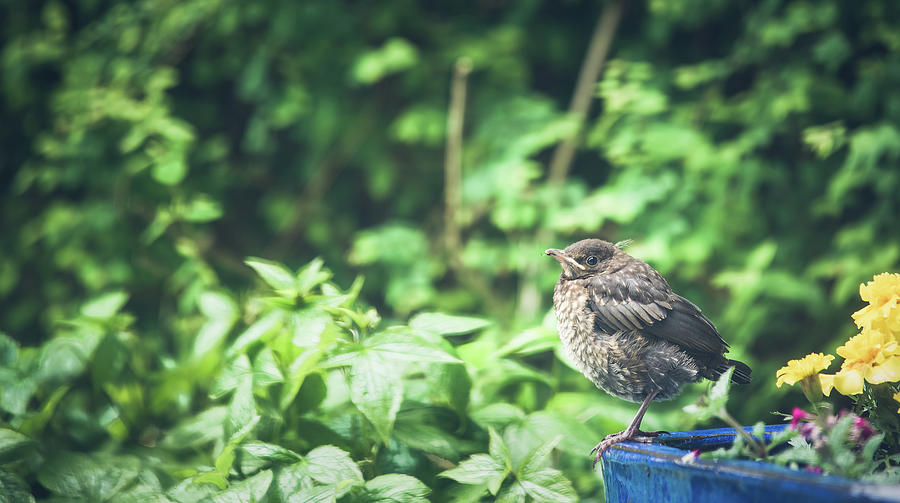Newbie blackbird Photograph by Jean-Luc Farges