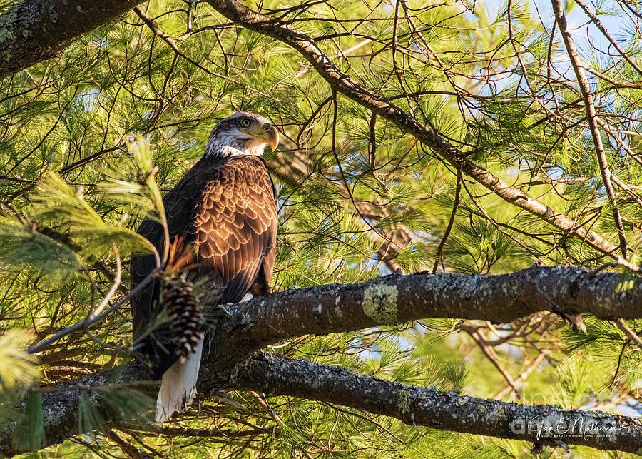 Newbie Eagle On The Androscoggin River Photograph
