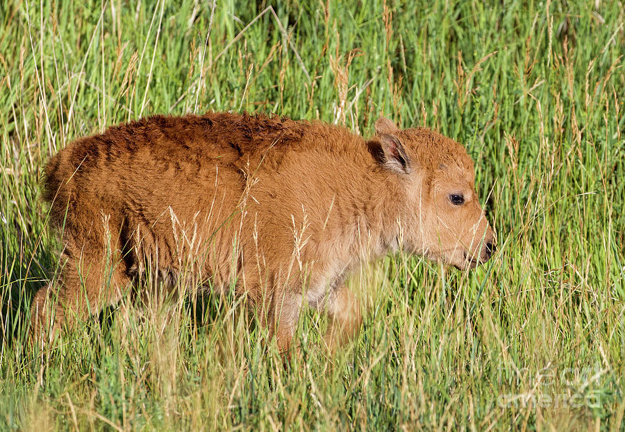 Newborn American Bison  Photograph by Shirley Dutchkowski